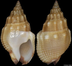 Nassarius speciosus (South Africa, 15,0mm)