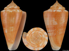 Conus xanthocinctus (Brazil, 43,9mm)