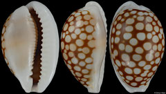 Cypraea comma (Tanzania, 21,5mm) F+++ €6.00 (specimens for sale are 21-22mm and are of the same quality as the specimen illustrated)