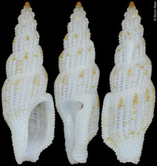Exomilus cf. telescopialis (Philippines, 9,3mm)