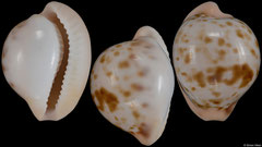 Cypraea volvens (South Africa, 24,6mm)