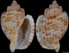 Austroharpa loisae (Western Australia, 31,6mm)