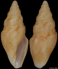 Tropidoturris simplicicingula pondo (South Africa, 12,5mm)