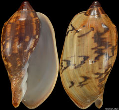 Cymbiola cathcartiae (Philippines, 102,5mm)