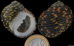 Nerita scabricosta (Galápagos, 35,2mm)