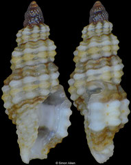 Kermia melanoxytum (Philippines, 4,6mm) F+++ €4.00 (specimens for sale are 3-4mm and are of the same quality as the specimen illustrated)