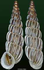 Alopia canescens haueri (Romania, 17,0mm)