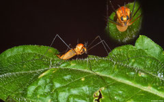 Crane fly (Tipulidae sp.), Bokor Mountain, Cambodia
