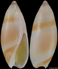 Amalda angustata (South Africa, 14,2mm)