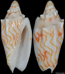Cymbiola perplicata (Coral Sea, 50,0mm)