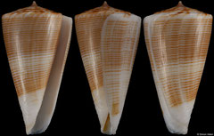 Conus typhon (South Africa, 38,4mm)