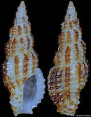 Pseudodaphnella tincta (Philippines, 8,4mm)