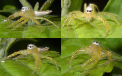 Jumping spider (Epocilla sp.), Kampong Trach, Cambodia