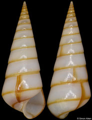 Niso hizenensis (Madagascar, 11,2mm)