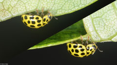 Twenty-two-spot ladybird (Psyllobora vigintiduopunctata), York, UK