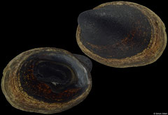 Latia neritoides (New Zealand, 9,0mm)