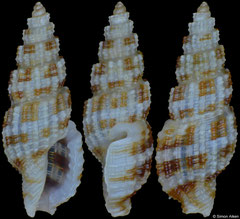 Kermia daedalea (Philippines, 6,1mm)