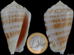 Conomurex decorus (Réunion, 59,4mm)