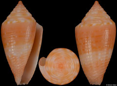 Conus damasoi (Brazil, 17,2mm)