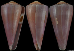Conus berdulinus (South Africa, 67,2mm)