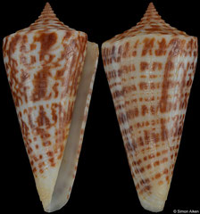 Conus recurvus (Pacific Mexico, 49,3mm) F+ €9.00