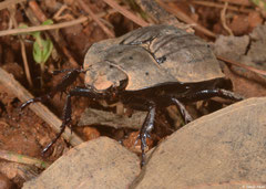 Beetle (Scarabaeidae sp.), Fianarantsoa, Madagascar