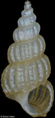 Clathroscala sp. (Philippines, 4,7mm)