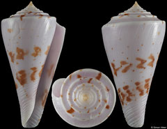 Conus ione (Philippines, 47,1mm)