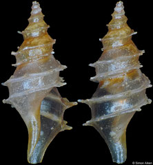 Veprecula polyacantha (Philippines, 5,1mm)