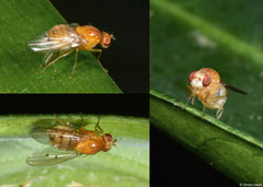 Acalyptrate fly (Lauxaniidae sp.), Perth, Western Australia