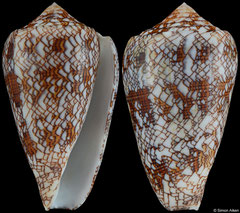 Conus neovicarius (UAE, 60,8mm)