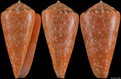 Conus royaikeni (South Africa, 44,6mm)