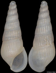 Rissoina denseplicata (South Africa, 5,3mm)