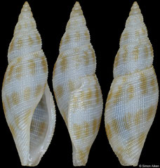 Daphnella ornata (Philippines, 11,2mm)