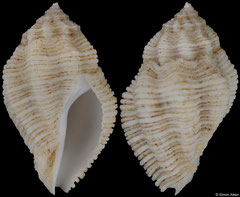 Coralliophila adansoni (São Tomé & Príncipe, 20,0mm) F++ €11.00 (specimens for sale are 20-21mm and are of the same quality as the specimen illustrated)