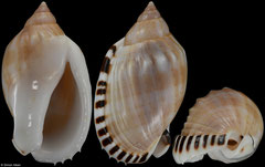 Casmaria erinaceus (Madagascar, 50,5mm) F+++ €5.50 (specimens for sale are 48-50mm and are of the same quality as the specimen illustrated)