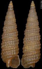 Clathropsis mafeaensis (South Africa, 6,0mm) F+++ €5.00 (specimens for sale are 5-6mm and are of the same quality as the specimen illustrated)