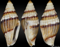 Seminella peasei (Philippines, 3,8mm)