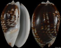 Oliva bulbosa fabagina (Madagascar, 36,5mm)