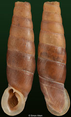 Acrotoma baryshnikovi (Georgia, 18,7mm)