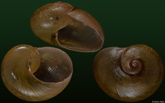 Megaustenia malefica (Laos, 23,3mm)