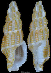 Raphitomidae sp. (Philippines, 10,8mm)