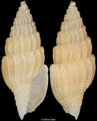 Vexillum epigonus (Philippines, 9,9mm) F++ €6.00