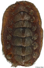 Acanthochitona zelandica (New Zealand, 15,9mm)
