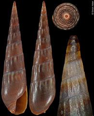 Hastula welshi (Pacific Panama, 18,4mm) paratype 23