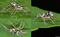 Metallic jumping spider (Cosmophasis sp.), Olango Island, Philippines