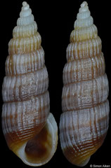 Mumiola myrnae (Philippines, 9,2mm)