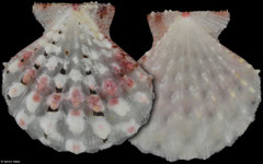 Mirapecten moluccensis (Philippines, 30,4mm)