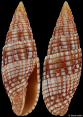 Quasimitra sanguinolenta (Madagascar, 26,7mm)
