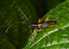 Longhorn beetle (Cerambycidae sp.), Mantadia, Madagascar
